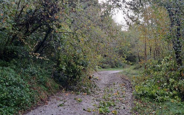 Ondarreko langako bidearen garbiketa