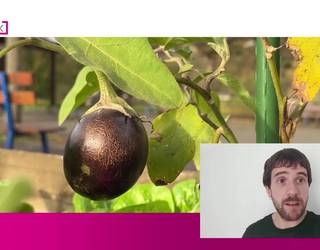 Giro nahasiagoa astebururako