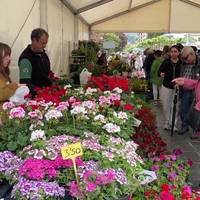 Lore eta landare azoka