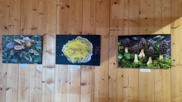 Gipuzkoako onddoen mundu anitza ezagutzeko erakusketa ikusgai dago
