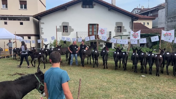 Asto ederrenak Asteasuko azokan izan dira