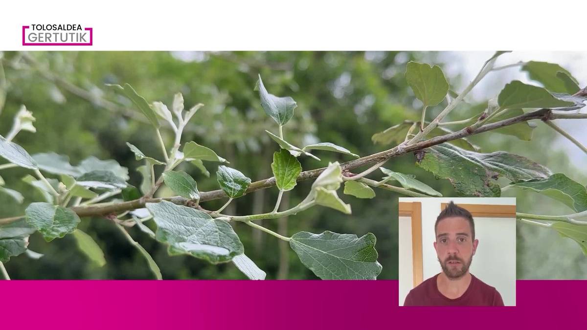 Eguraldi lasaia izango dugu asteburuan