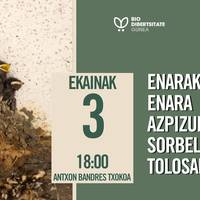 Enarak, enara azpizuriak eta Sorbeltzak Tolosan