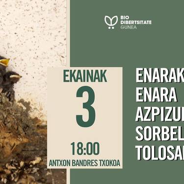 Enarak, enara azpizuriak eta Sorbeltzak Tolosan