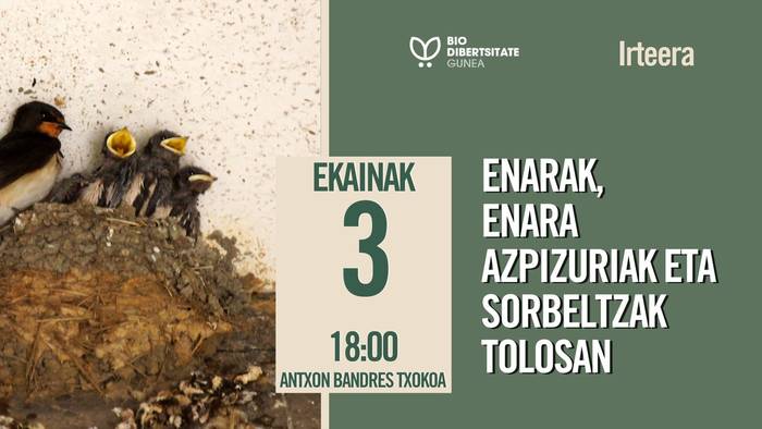 Enarak, enara azpizuriak eta Sorbeltzak Tolosan