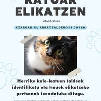 Katuak elikatzen