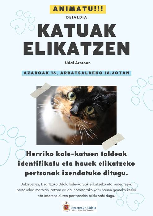 Katuak elikatzen