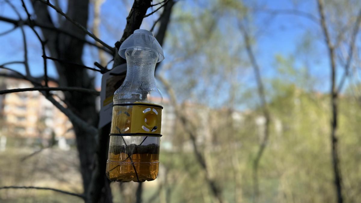 Liztor asiarraren aurkako tranpatze-kanpaina abiatu du Tolosako Udalak aurten ere