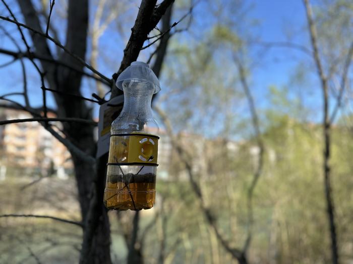 Liztor asiarraren aurkako tranpatze-kanpaina abiatu du Tolosako Udalak aurten ere