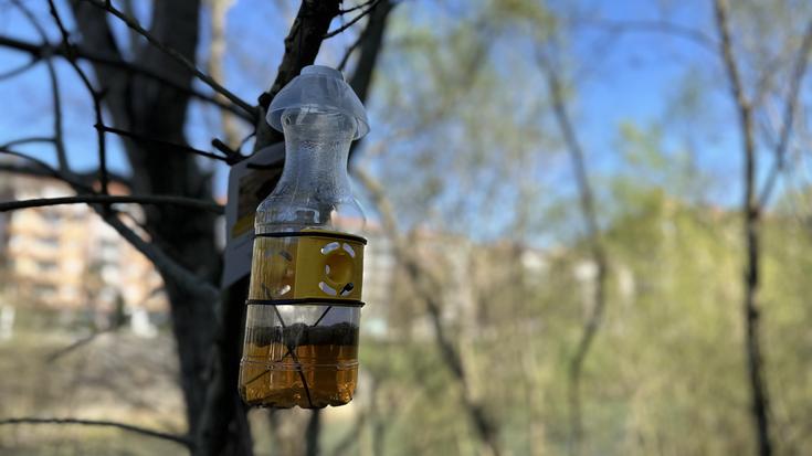 Liztor asiarraren aurkako tranpatze-kanpaina abiatu du Tolosako Udalak aurten ere